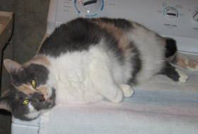Missy 2